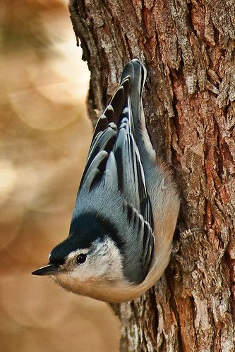 White-breasted Nuthatch | One of my favorite backyard visito… | Flickr Nuthatch Bird Drawing, Bird Tattoo Arm, Michigan Painting, White Breasted Nuthatch, Acrylic Birds, Bird Mural, Nuthatch Bird, Hatch Drawing, Regard Animal