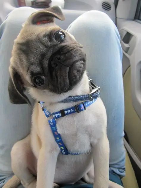 14 Photos Of Pug Puppies That Will Captivate You Cute Pug Puppies, Baby Pugs, Dream Dog, A Pug, Pug Puppies, Pugs Funny, Cute Pugs, Pug Love, Doberman Pinscher