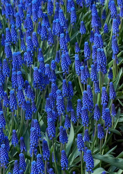 Colorful Tulips and Grape Hyacinths Keukenhof Gardens Lisse Holland Keukenhof Gardens, Colorful Tulips, Holland, Tulips, Grapes, Plants, Flowers, Color