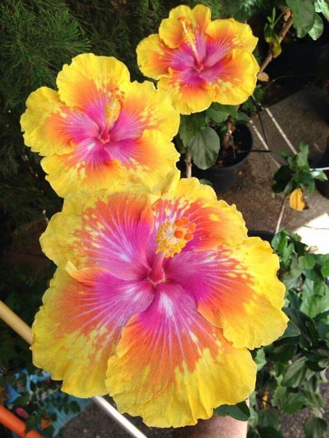 Unquie Flowers, Flowers In Hawaii, Coconut Dream Aesthetic, Tropical Flowers Aesthetic, Hisbusic Flower, Thomas Core, Tropical Core Aesthetic, Hibiscus Flower Aesthetic, Hawaiian Nature