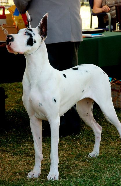 Very lightly marked Harle Great dane Apartment Dogs Breeds, Cute Great Dane, Apartment Dog, Great Dane Facts, Blue Merle Great Dane, Worlds Largest Dog, Merle Great Danes, Great Dane Puppies, Great Dane Rescue