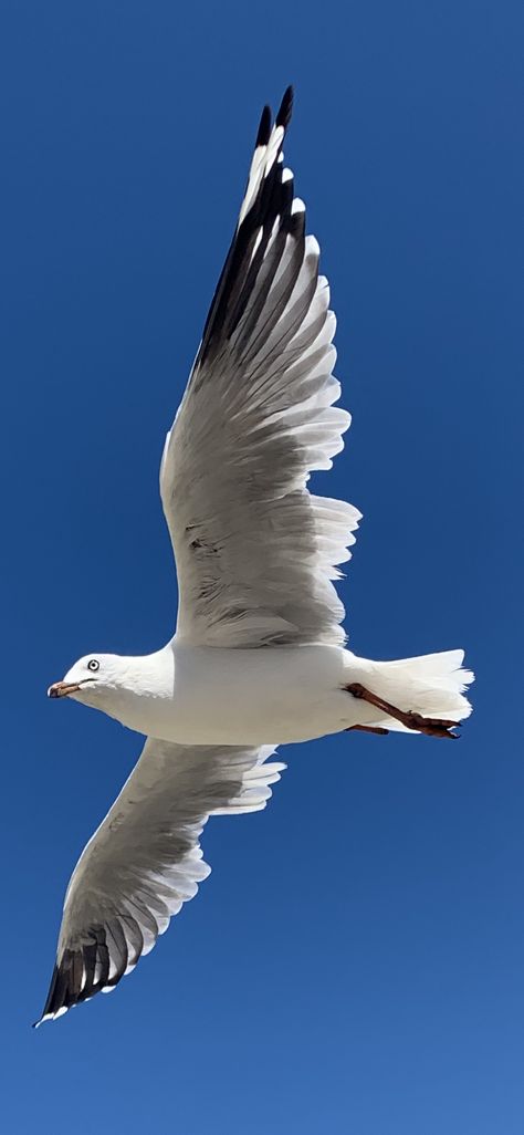 Seagull In Flight, Seagull Illustration, Animal Photography Wildlife, Seagulls Flying, Sea Gull, Shorebirds, Australian Birds, Exotic Birds, Bird Drawings