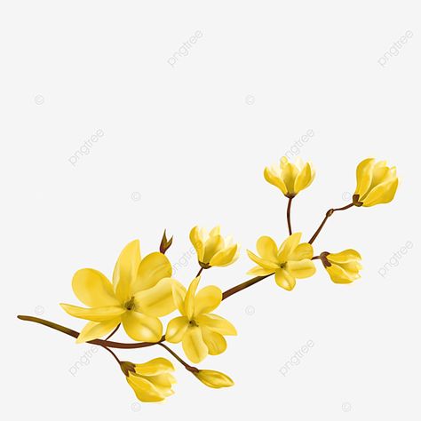 yellow,apricotblossomflowers,apricotblossomflower,apricotblossom,apricot,blossomflowers,blossomflower,blossom White Flower Background, Elephant Background, Lantern Illustration, Apricot Blossom, Blossoms Art, Peach Blossoms, 3d Paper, Floral Background, Flower Backgrounds