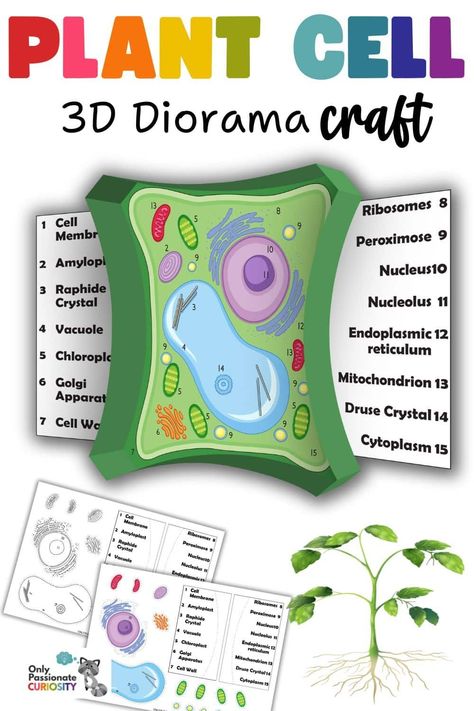 Let's dive into the fascinating world of plant cells through the lens of a 3D diorama. Creating a 3D plant cell diorama into your homeschool science curriculum can be educational and enjoyable! 3d Plant Cell Project Ideas, 3d Plant Cell Project, Cell Diorama, Plant Cell Project Ideas Models, Model Of A Plant Cell, Plant Cells Project Ideas, 3d Plant Cell, Plant Cell Project, Edible Cell