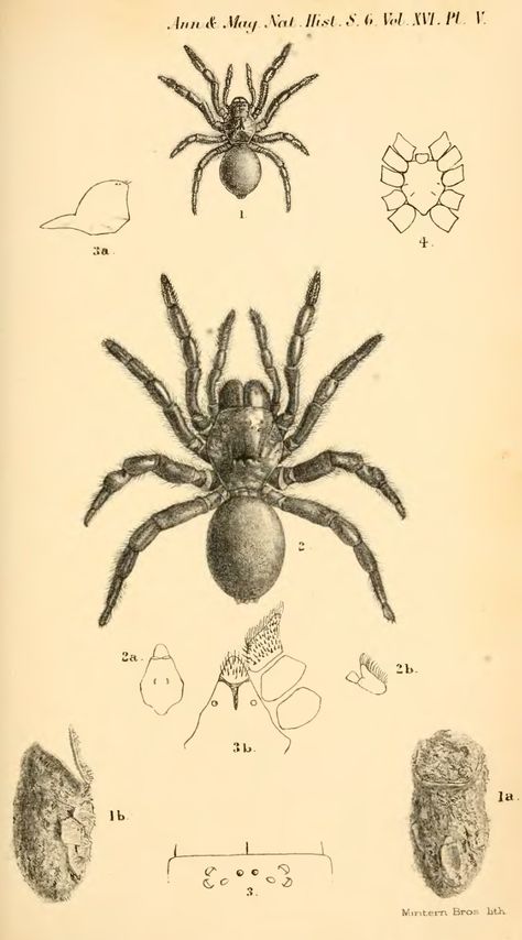 Specimen Drawings, Entomology Illustration, Leonard Baskin, Spider Illustration, Scientific Drawing, Science Illustration, Insect Art, Scientific Illustration, Arachnids