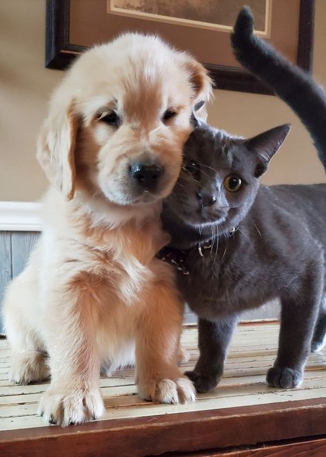 2 Cute Animals Together, Puppy And Cat Together, Golden Retriever And Kitten, Golden Retriever And Cat, Black Cat And Golden Retriever, Puppy Teacup, Tattoo Animals, Very Cute Puppies