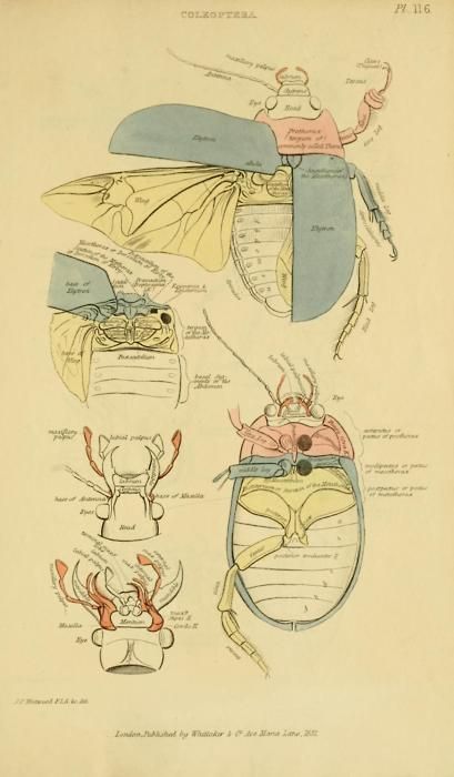 With Hands and Hair Eye Anatomy Diagram, Insect Anatomy, Veterinary Studies, Fauna Illustration, Scientific Drawing, Science Illustration, Bug Art, Beautiful Bugs, Insect Art