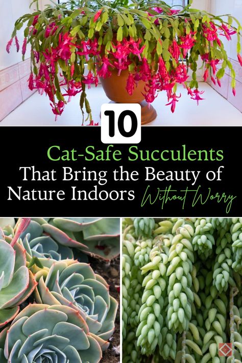 Discover 10 safe succulents perfect for cat lovers. These houseplants bring the beauty of nature indoors while keeping your pets protected. Learn how to grow and care for these non-toxic succulents, creating a serene and safe environment for your feline companions. 🌵 #Houseplants #CatSafePlants #IndoorGardening Plant Safe For Cats, Indoor Plants Safe For Cats And Dogs, House Plants Safe For Cats And Dogs, House Plants Safe For Cats, Houseplants Cat Safe, Houseplants Safe For Cats, Cat Safe Plants, Zebra Plant, Safe Environment