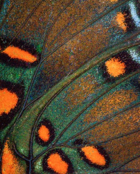 Butterfly Art, Patterns In Nature, Color Textures, Butterfly Wings, Natural Texture, Beautiful Creatures, Wall Collage, Textures Patterns, Abstract Pattern