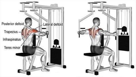 reverse machine fly Push Pull Legs Workout, Shoulder Workout Routine, Dumbbell Shoulder, Push Pull Legs, Best Shoulder Workout, Push Workout, Leg Workout At Home, Rear Delt, Shoulder Day