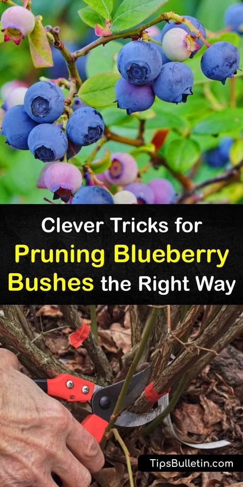 How To Care For Blueberry Bushes, How And When To Prune Blueberries, Propagate Blueberry Bush, Legacy Blueberry Bush, How To Propagate Blueberry Bushes, Rooting Blueberry Cuttings, Blueberry Bushes Landscape Backyards, Winterizing Blueberry Bushes, When To Plant Blueberry Bushes