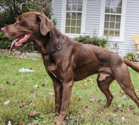 American Labrador, Types Of Dogs Breeds, Different Types Of Dogs, Fit Dogs, Hunting Life, Lab Dogs, Pretty Dogs, Bad Dog, Types Of Dogs