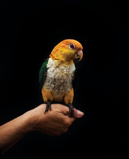 Caique Parrot, Animal Intelligence, Jack Davison, Most Beautiful Birds, Pet Care Tips, Positive Reinforcement, Pompeii, Cashew, The New York Times