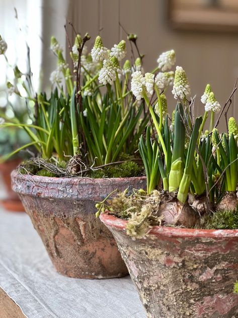 Alcove Shelf, Unique Planter, Terracotta Pot, Keep Alive, Spring Bulbs, Republic Of Ireland, Container Flowers, Scottish Highlands, Flower Boxes