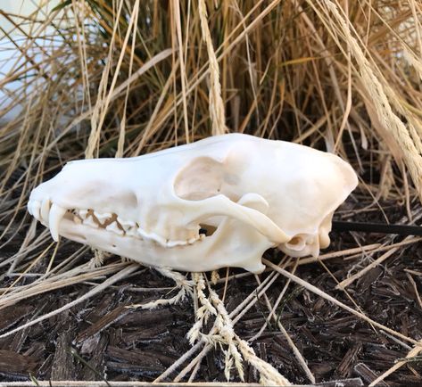 Coyote skull Animals Skull, Sleeve Inspiration, Coyote Skull, Skull Anatomy, Drawing Refrences, Skull Reference, Wet Specimen, Eastern Oregon, Vulture Culture