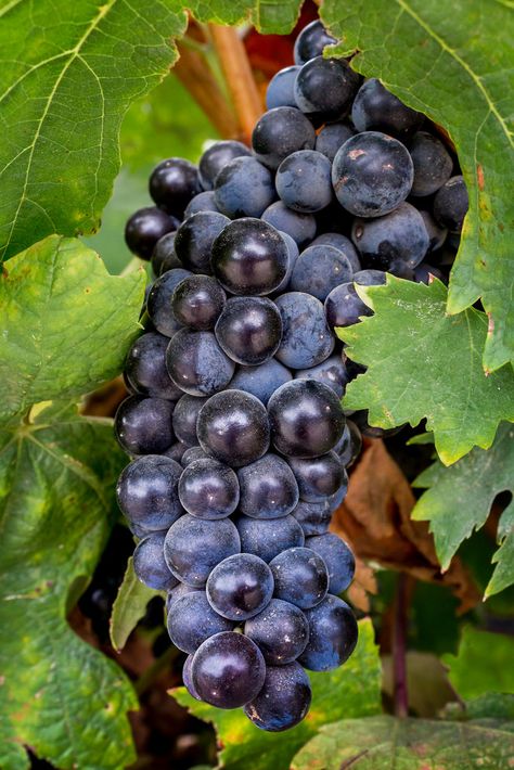 ~~Wine Grapes, Pinot Noir by Rod Heywood~~ Wine Party Food, Pinot Noir Grapes, Pinot Noir Wine, Wine Grapes, Wine And Cheese Party, Bunch Of Grapes, Fruit Picture, Cheese Party, Fruit Photography