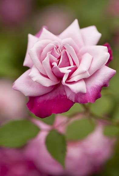 Heritage Rose, Bed Of Roses, Rose Varieties, China Rose, Coming Up Roses, Rose Pictures, Love Rose, Flower Beauty, Purple Roses