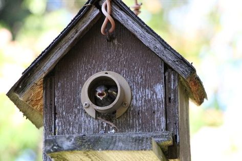 Keep House Sparrow Nests out of Bluebird Boxes - Birds and Blooms House Sparrow Nest, Bluebird Houses, Bluebird Nest, Sparrow Nest, Garden Home Ideas, Home Outdoor Ideas, Backyard Birds Watching, Farm Tips, Bluebird House