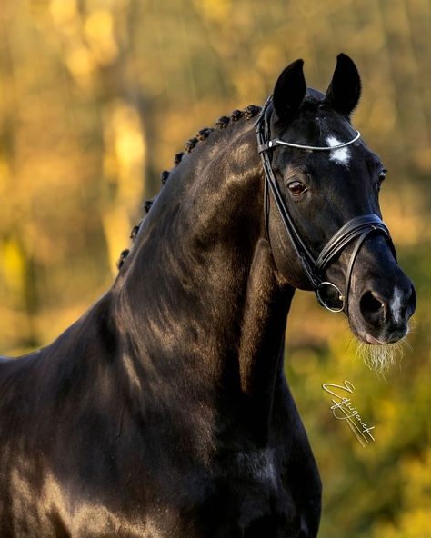 Kwpn Horse, Black Stallion Horse, Stallion Horse, Blue Roan, Black Stallion, 27 Years Old, Horse Rider, The King, Equestrian