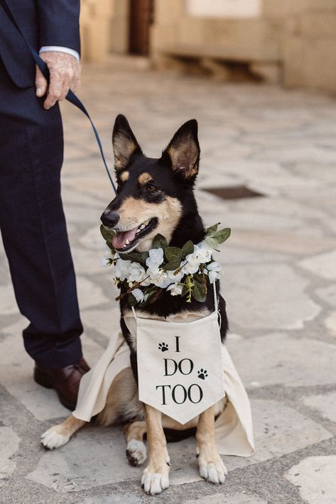 Wedding With Navy Blue, Colorful Outdoor Wedding, Floral Pjs, Navy Blue Napkins, Dog Ring Bearer, Fitted Wedding Gown, Nordic Wedding, Ring Bearer Dog, Horse Wedding