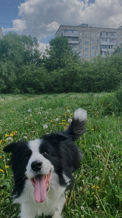 Border Collie Aesthetic, Collie Aesthetic, Cats Photos, Cute Cats Photos, Border Collies, Animal Photos, Cute Funny Dogs, Cute Animal Photos, Ig Post