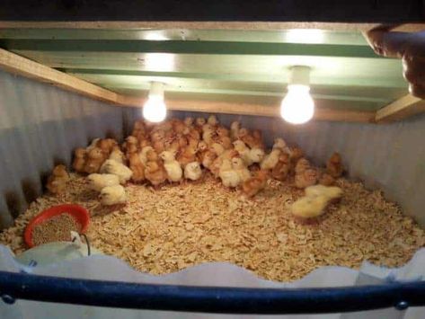 Surprisingly Simple Expandable DIY Chicken Brooder Chicken Brooder Ideas Diy, Diy Chicken Brooder, Chicken Brooder Box, Chicken Tunnel, Chicken Tunnels, Brooder Box, Chicken Brooder, Cute Chicken Coops, Small Chicken Coops