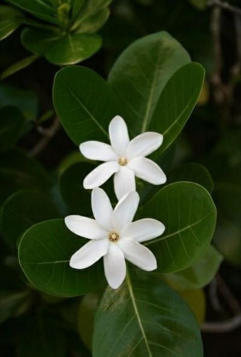 Tahitian Gardenia, Gardenia Plant, Tiare Flower, Scent Garden, Coconut Candle, Natural Soy Candles, Hawaiian Flowers, Rose Flowers, Tropical Garden