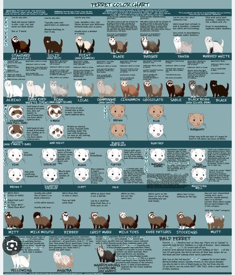 Ferret Food Recipes, What Do Ferrets Eat, Ferret Colors, Ferret Diy, Ferret Tattoo, Ferret Toys, Ferrets Care, Baby Ferrets, Funny Ferrets