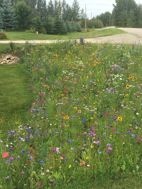 Wildflower Grass Garden, Wildflowers Around House, Clover Wildflower Lawn, Wild Flowers Yard, Flower Lawn Ideas, Wild Flowers Backyard, Wildflower Meadow Front Yard, Wildflower Driveway, Front Lawn Wild Flowers