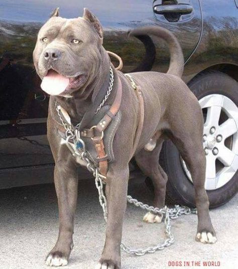 Bandog Banned Dog Breeds, Pitbull Mastiff, Mastiff Mix, Bully Breeds Dogs, American Dog, Dangerous Dogs, Dog Area, Bully Dog, Bull Mastiff