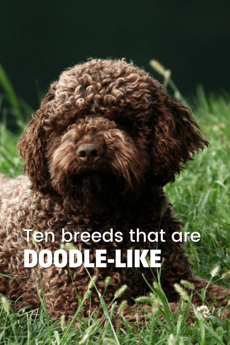 Looking for a dog breed that resembles a doodle but isn't? Discover 10 amazing alternatives to doodles in this insightful guide from ReBarkable. Explore unique breeds like Lagotto Romagnolo, Portuguese Water Dog, Barbet, Pumi, and Spanish Water Dogs. Learn about their characteristics, temperaments, and appearance, making it easier to choose the perfect dog for your family. Don't miss out on these lesser-known breeds that deserve loving homes. Barbet Dog, French Dog Breeds, Lagotto Romagnolo Puppy, Portuguese Water Dog Puppy, Pumi Dog, Portugese Water Dogs, Doodle Dog Breeds, Doodle Breeds, Spanish Water Dog