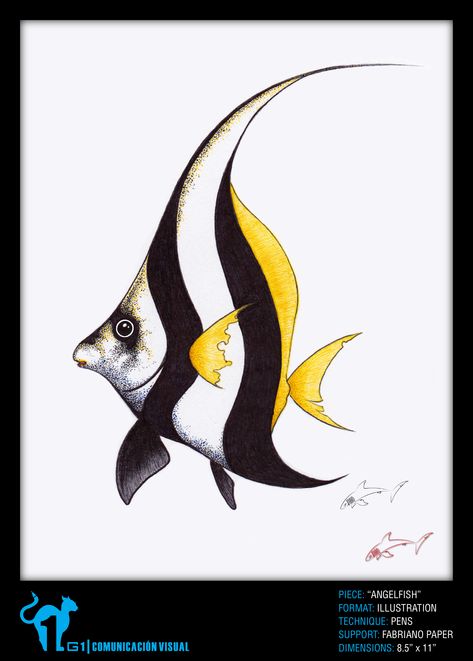 The geographic range of freshwater angelfish is restricted to the Amazon basin in South America, where it spans the land area of three nations, namely Brazil, Peru, and Colombia. In their natural habitat, angelfish are known to live in mildly acidic waters of flooded regions or swamps, where there is no dearth of vegetation. Tropical Fish Drawing, Angel Fish Drawing, Angelfish Drawing, Angelfish Tattoo, Freshwater Angelfish, Learn Watercolor Painting, Learn Watercolor, Watercolor Fish, Fish Drawings