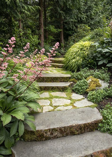 Design School: How a Pro Creates a Lush Woodland Garden Pacific Northwest Landscaping, Woodland Garden Design, Deer Fern, Beach Drive, Bog Garden, Pollinator Plants, Garden Stairs, Garden Designer, Landscape Plan