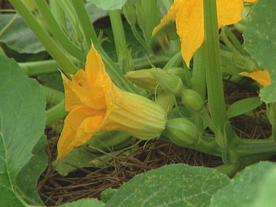 How to grow pumpkins When To Plant Pumpkins, How To Grow Pumpkins, Grow Pumpkins, Pumpkin Plant, Planting Pumpkins, Growing Pumpkins, Garden Vines, Pumpkin Flower, Garden Veggies