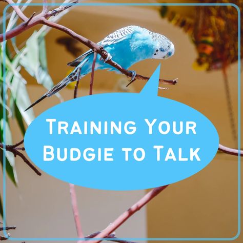 How to Teach a Parakeet to Talk - PetHelpful Parakeet Talking, Parakeet Care, Say Word, Parakeets, Training Tips, To Speak, Pet Birds, Adoption, Birds