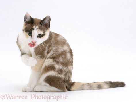 Chocolate-tortoiseshell-and-white cat, Cookie, 5 months old, wiping mouth after licking paw, white background Cat Reference, Tortoise Shell Cat, Cat Pose, Pretty Animals, Warrior Cat, 5 Months, Silly Cats, Warrior Cats, Cat Tattoo