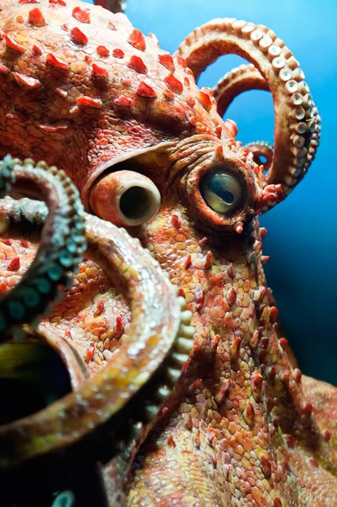 Octopus Animal Symbolism: Octopus Meaning on Whats-Your-Sign Octopus Meaning, Octopus Photography, Octopus Animal, Pacific Octopus, Giant Pacific Octopus, Octopus Painting, Octopus Tattoo Design, Octopus Tattoos, Deep Sea Creatures