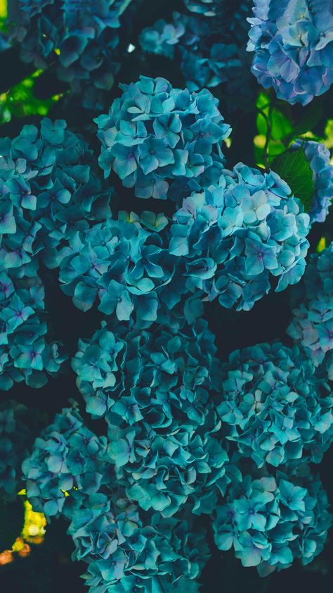 Flowers Photography Beautiful, Hydrangea Wallpaper, Hydrangea Bloom, Blue Flower Wallpaper, Flower Close Up, Gardening Techniques, Beautiful Flowers Garden, Tree Care, Vegetable Gardening