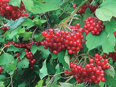 Highbush Cranberry: Identification, Leaves, Bark & Habitat | Viburnum opulus var. americanum Aiton High Bush Cranberry, Highbush Cranberry, Guelder Rose, Viburnum Opulus, Wild Food, Perennial Garden, Fabulous Foods, Fresh Fruit, Garden Landscaping