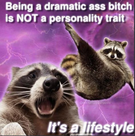 Bad Memes, Cute Raccoon, Raccoon Funny, Trash Panda, Meme Stickers, Racoon, Animal Memes, Reaction Pictures, Dankest Memes