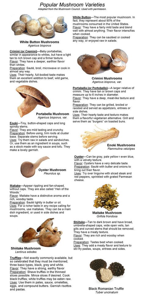 Garden Knowledge, Permaculture Farm, Edible Wild Mushrooms, Types Of Mushrooms, Edible Fungi, Growing Mushrooms At Home, Mushroom Identification, Food Knowledge, Mushroom Varieties