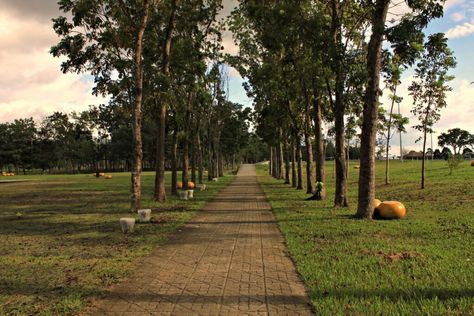 Energy Park (aka E-park) is a 25-hectare park and considered as Tagum City’s largest public park with an open space for biking, picnic, football, jogging / running, and an area […] The post Energy Park – Tagum City appeared first on RB T-shirt, Tarpaulin Printing and Advertising. Raya Backdrop, Tagum City, Davao Del Norte, Bike With Basket, Steel Bench, Stone Bench, Camping Area, Public Park, Forest Park