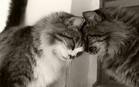 Head Boop. =^..^= Head Bump, Meeting Of The Minds, Cat Hug, Cat Couple, Cat Pin, All About Cats, Beautiful Cats, Cat Photo, Cat Love