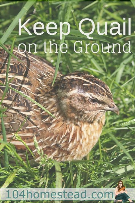 The vision I wanted was for my quail to roam on the ground in the grass hunting for bugs, much like they would do if they were living in the wild. Quail Pen, Quail Coop, Raising Turkeys, Raising Quail, Quail Hunting, Quails, What Dogs, Hobby Farms, Raising Chickens