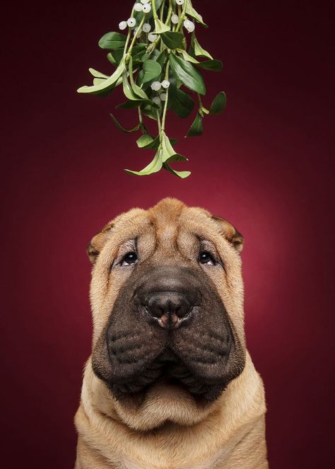 My 19 Festive Photos Of Dogs Ready For Christmas Christmas Card Photo Ideas With Dog, Christmas Dog Photography, Holiday Pet Photos, Christmas Pet Photos, Dog Christmas Photos, Dog Christmas Pictures, Christmas Dog Treats, Merry Christmas Dog, Dog Xmas