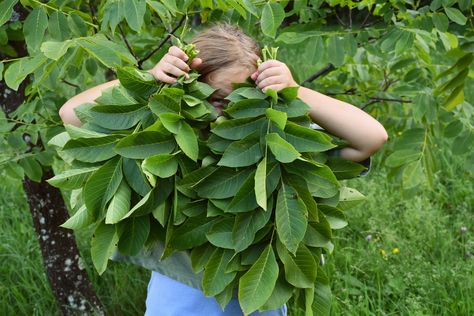 6 Brilliant Uses for Walnut Leaves You Never Knew Tennessee Plants, Edible Leaves, Edible Landscape, Black Walnut Tree, Flowering Quince, Walnut Tree, Apothecary Cabinet, Specimen Trees, Garden Veggies