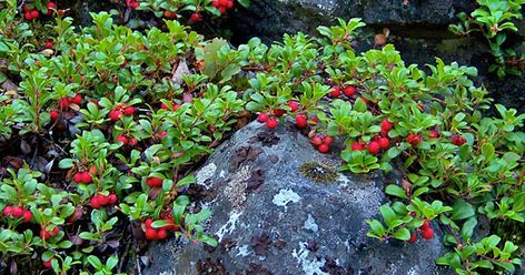 The history and uses of the Kinnikinnick plant | Bonner County Daily Bee Best Ground Cover Plants, Evergreen Groundcover, Uva Ursi, Lady Bird Johnson Wildflower Center, Rock Gardens, Seed Bank, Garden Shrubs, Ground Cover Plants, Starter Plants