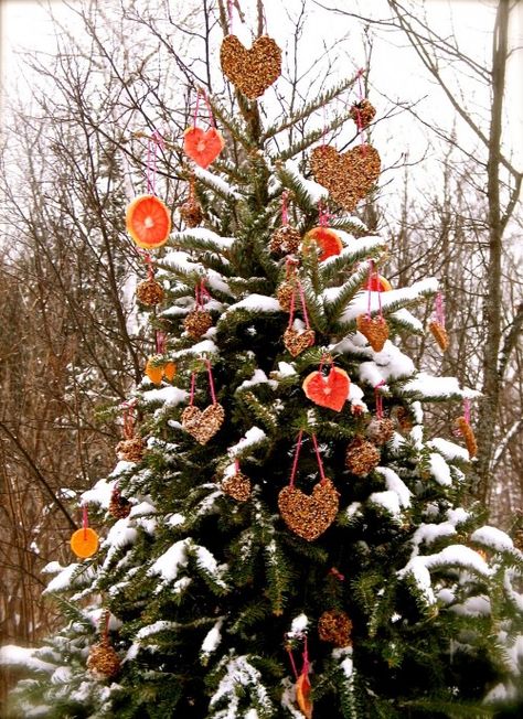 Decorate an Outdoor Holiday Tree for Animals - Dot Com Women Outdoor Tree Decorations, Christmas Wreaths For Windows, Outdoor Christmas Tree Decorations, Bird Seed Ornaments, Giving Tree, Outdoor Christmas Tree, Outdoor Trees, For The Birds, My Funny Valentine