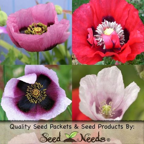 500 Seeds, Somniferum Poppy "Double Mixed" (Papaver somniferum) Seeds By Seed Needs Growing Poppies, Short Curly Hairstyles For Women, Poppy Seeds, Heirloom Seeds, Garden Care, Seed Packets, Curly Hairstyles, Beautiful Tree, How To Grow