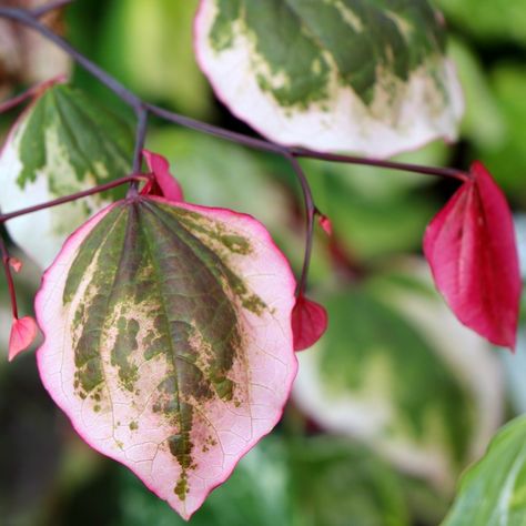 Cercis Canadensis, Eastern Redbud, Tall Plants, Trees And Shrubs, Plant Leaves, Violet, In This Moment, Plants